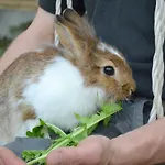 & Wachterhof シャレー