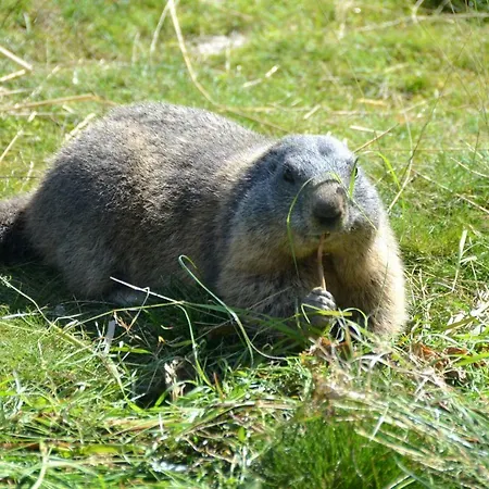 & Wachterhof * Kaltenbach