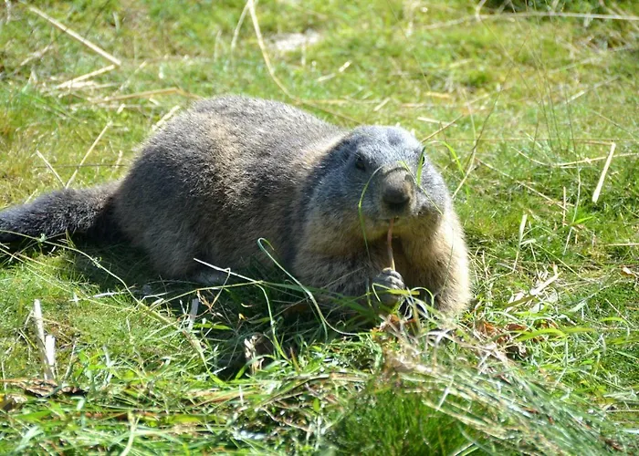 شاليهات وشقق Wachterhof * كالتنباش